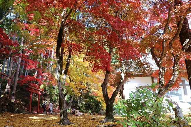 今年もちょっと早いけれど、いつも出かけている丹波・篠山へ紅葉狩りに出かけて来ました。<br />今回訪れた場所は、<br />①.毎年出かけている丹波篠山市の洞光寺<br />②.久しぶりに出かけた丹波市の白毫寺<br />③.毎年出かけている丹波市の高山寺<br />④.これまた毎年出かけている丹波市の石龕寺<br />の4ヶ寺です。<br />洞光寺と白毫寺の紅葉は見頃でとてもきれいでしたが、他の寺はまだ早かったようで今一でした。<br />白毫寺を除いたお寺は来週末でもきれいな紅葉が見られると思います。<br />それにしても洞光寺の紅葉はいつもながらとてもきれいでした。