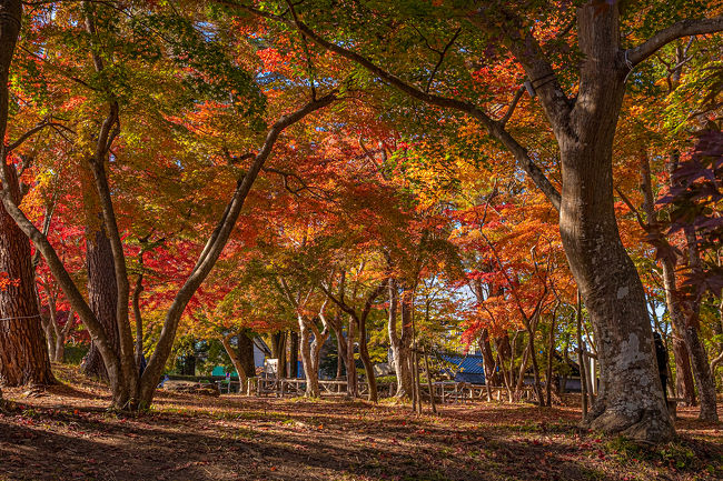 奥秩父・三峯神社表参道から始まり、長瀞、寺坂棚田と、埼玉の紅葉を日帰りで巡ってきました。<br /><br />全て公共交通機関使用のため、秩父フリーきっぷを使用しました。<br />西武線、秩父鉄道を利用する方にはオススメの切符です！！！<br />