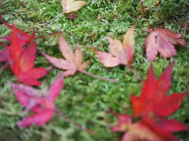 紅葉シーズンもあと少しを残すのみとなりました。今週末は晴れ模様で、気温もやや高めということもあり過ごしやすいと予想されたため、今シーズン最後の紅葉狩がてらプチ観光に行くことを決定。まずは”出雲大社”に向かい、周辺を散策した後、石川県の”那谷寺”へという計画です。