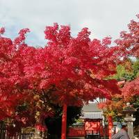 京都 紅葉 真っ盛り