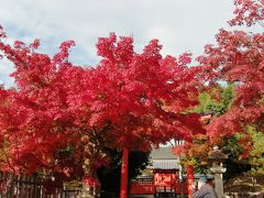 京都 紅葉 真っ盛り