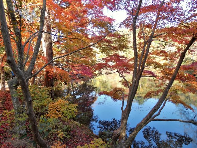 神戸市立森林植物園では園内各所でイロハモミジが鮮やかに色づき、長谷池では水面にその姿を映し出して赤く染めていた。<br />またメタセコイア並木では曙色に色づき、秋の深まりを感じさせてくれる。<br />１１月３０日まで夜間のライトアップも実施中でもう少し、世界の森のもみじ巡り「森林もみじ散策」が楽しめそうです。