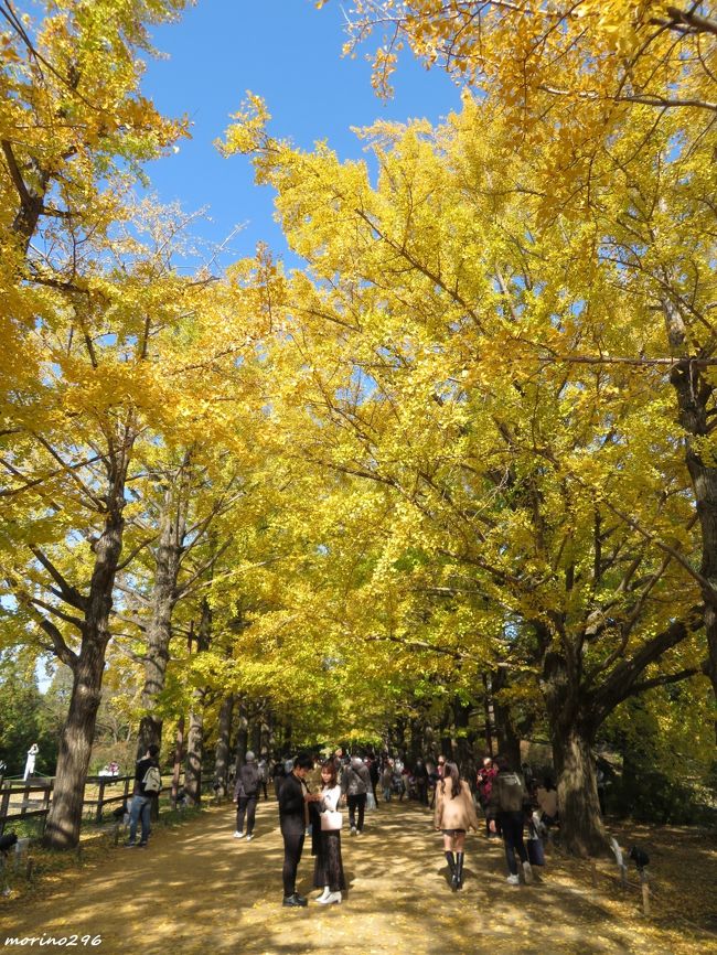 昭和記念公園の黄葉紅葉を楽しんできました。<br />新型コロナの感染者が増えているにもかかわらず、凄い人出にちょっとビックリ！<br />広いスペースの公園ですから大丈夫なのでしょうが、ちょっと気になる「密」でした。<br /><br />「黄葉紅葉まつり」は11月3日～29日まで。<br />また、昨年に続き「秋の夜散歩（あきのよさんぽ）」が開催されており、<br /> 「かたらいのイチョウ並木」と日本庭園のライトアップを楽しめるそうです。