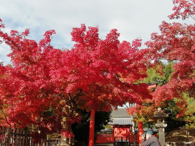 今年3度目の京都<br />旅友から安いよ~と聞き一緒させてもらう事に。<br />でも私は出来るだけゆったりしたいので一日早く出かけることにしました。<br />こんなに紅葉にドンピシャになるとは...ラッキーでしたね。<br /><br />スタートは一人、最後は四人になりにぎやかにおしゃべりは夜中まで。<br />こういうのはコロナ以来久しぶり。<br />楽しかったです~