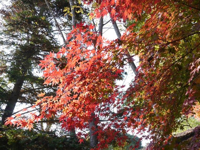 筑波大学に近い筑波実験植物園。国立科学博物館の1研究部門として、日本の先駆的な植物の研究を行う研究機関です。<br />この時期、つくばは街全体が紅葉し、とてもきれいです。緑が多いつくばの秋は見頃です。<br />秋の筑波実験植物園を散策しました。筑波実験植物園を訪れるのは３回目です。<br /><br /><br />☆筑波実験植物園の紅葉☆蕎舎☆2018/11/29<br />https://4travel.jp/travelogue/11429377<br /><br />☆筑波実験植物園の梅☆スリランカカリーの店 アンマー・カリヤ☆2018/03/13<br />https://4travel.jp/travelogue/11339180