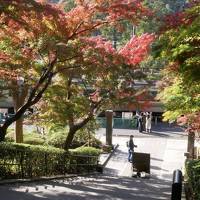 秋の鎌倉へ、紅葉綺麗かな？ぶらっと町歩き編