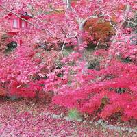 こんなに真っ赤な紅葉は、初めてかも。　2020年11月　京都 