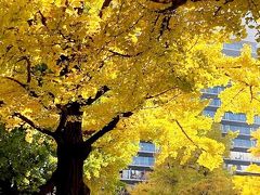 晩秋の横浜　イチョウ並木の黄葉