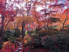 紅葉の京都1泊2日の旅、滋賀のメタセコイアつき