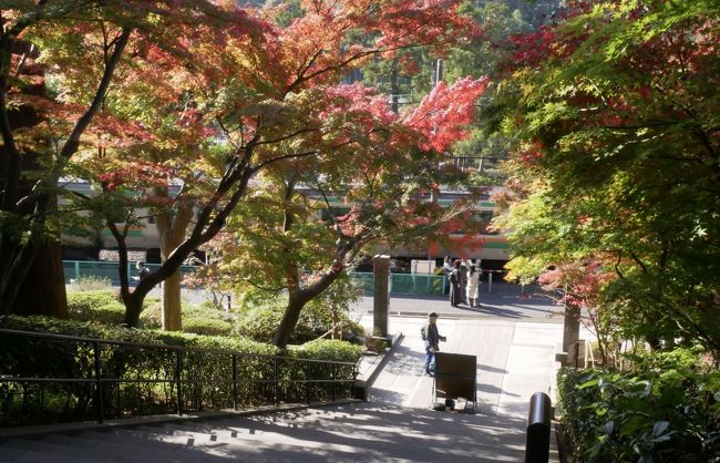 ここ毎日、秋の快晴が続いて<br />そう言えば紅葉の時期<br /><br />下旬から京都もいい感じになるようで<br />大阪のマブから岡崎あたりがいいと連絡くれたり<br />行くかな、京都<br /><br />て、言う前にそうだ鎌倉行こうか<br />宮崎から帰り、湘南は相変わらず波無し<br />今日もヒザ波<br />奄美、宮崎でたっぷり乗ってきたいい歳のオヤジ<br />生意気言って、ヒザ波??<br />そんな小波なら入らないッスよ・・<br /><br />という事で<br />今日は海無しの鎌倉へ<br />GO GOするかな<br />プチ紅葉からいつものオキニ酒場へ<br />秋の鎌倉ツアー編<br />
