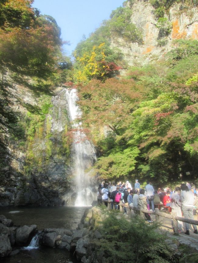 そろそろ紅葉が期待できるシーズン。<br />阪神地域からサクッと行ける箕面は関西では有名な紅葉の名所。<br />背後の山を歩きました。紅葉を探して、、、。<br />全14㎞の歩行でした。