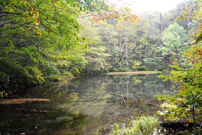 ここ数年ハマっているのがJALのどこかにマイルを使った旅<br />15回目の今回は青森に決まり、1泊の旅のプランは、前回蔦沼の鏡面紅葉の絶景を2週間遅れで見ることができなかったので今回は少し早めですがリベンジを。<br />秘湯巡りは酸ヶ湯温泉に前回行ったので、蔦湯温泉と八甲田温泉へ。<br />昼食はご当地グルメは黒石のつゆ焼きそばを食べる。<br />宿は弘前の天然温泉のドーミーイン弘前を予約<br />10月からは東京発着もGoToトラベルの対象になったため半額で泊まることができました。<br />2日目は岩木山神社の参拝と世界遺産白神山地のトレッキングと鯵ヶ沢でヒラメの漬け丼を食べる<br />そんな大まかな観光プランを立てました。<br />今回で15回目のどこかにマイルの旅ですが、元来雨男の私　今回もしっかり2日間雨に降られた青森の旅となりました。<br />こちらでは1日目の行程を紹介します。