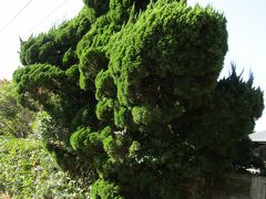 荏柄天神社参道横にあるお宅にビャクシン