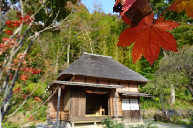 馬場花木園散歩　１１月の花（２９種）