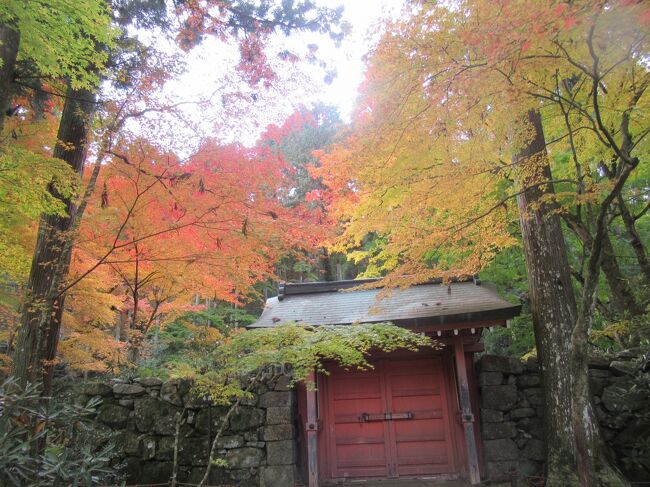 京都の紅葉に季節は、近年観光客で観光公害が発生するほど混雑しているのをニュースで観ていました。もう　一生涯紅葉に時期に京都を訪れることは無いなと思っていましたが、このコロナ禍、今ならインバウンドが居ない分、絶対に空いているに違いないと思い立って、京都の紅葉を一週間楽しむ旅をプランニングしました。思った通り、静かな京都の紅葉を　思い切り楽しむことが出来ました。毎日２万歩歩いたので、二日目にして、足が痛くなり、京都で靴を買う羽目になりましたが、私の理想とする京都が、今年の京都でした。訪問して心が癒されました。
