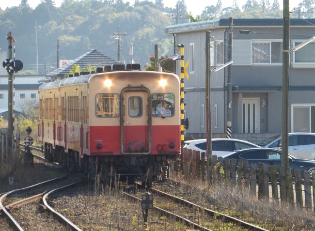 11月14日(土)、千葉県の散策に出掛けました。<br />JR内房線の五井駅より小湊鐵道のディーゼルカーに乗りました。立派なカメラを持った撮り鉄の乗客が多かった。ようやく、養老渓谷駅に到着。養老渓谷~上総中野は未だに復旧していませんでした。駅前には鮮やかなモミジ。<br />10時頃、歩き始めました。この辺りは暇なときに何度も地図を眺めていたエリアです。方向感覚がばっちり働きました。<br />法林(ほうりん)寺へお参りしました。「南総里見八犬伝」のモデルである里美種姫様のお墓が有ります。<br />赤い宝衛(ほうえい)橋が見えてきて、見上げると隣のアーチの渓谷橋が見えました。養老渓谷の景観が素晴らしい。白鳥橋という吊り橋を渡り、県道に出ました。<br />傍らの養老川に鮮やかな赤い観音橋が架かっています。2連の太鼓橋で、ちょっと歩きにくかった。立國(りっこく)寺へ向かいました。急な階段や坂道で、本堂まではタイヘンでした。金色の出世観音様がいらっしゃいます。本堂と観音様へお参りしました。参道に有り難いお言葉が掲げられており、勉強になりました。<br />この辺りは「養老温泉郷」であり、温泉宿や軽食のお店等が並んでいます。県道と養老川との間にちょっと山が有り、そこを「共栄(きょうえい)・向山(むこうやま)トンネル」が通っています。向山トンネルが素掘りの鋭角の三角断面で、共栄トンネルが鋼製の半円筒断面。この2つが繋がっており、断面が2階建てに見えます。既に有名になっているようで、観光客が何組も来ていました。<br />この道は「房総ふれあいの道」だそうです。もう1つトンネルを通りました。のどかな道をしばらく歩きました。<br />夕木(ゆうき)川沿いに来ました。小断面の素掘りのトンネルが連なっています。地層をくり抜いたもので、素晴らしいマーブル模様となっています。ファンタジーのような幻想的な景色でした。<br />夕木川から離れ、高台に上がりました。バス停の有る筒森に来ました。御筒神社へお参りしました。<br />国道465号線を少々歩きました。南に見えた石尊山(せきそんさん)に向かいました。標高347.8mまで頑張って登りました。石尊山頂上には鉄塔がいくつも立っており、期待したのですが、眺望は無く、残念でした。三角点が有り、祠が3つ有ります。1つは2mくらい有る大きな祠です。祠の正面に嫌な階段が有ります。急で、幅狭で、滑りやすい軟岩で、靴の摩擦が効かず、タイヘンでした。登山道は枯れ枝が積もっており、ちょっと荒れている感じでした。<br />国道465号線に出ました。ここはバスが通っているようですが、時間が有ったので、ずーっと歩きました。保育園、小学校、中学校が有る坂畑を歩き、PM4時頃、上総亀山駅に到着。<br />バスの方が早く帰られそうだったので、「亀山藤林大橋」のバス停へ移動。日東交通の高速バス「カピーナ」号に乗りました。<br />とても良い天気で、紅葉が綺麗でした。今回、養老渓谷の滝には行きませんでしたが、随所の渓谷、橋、トンネルを堪能しました。石尊山は眺望が有りませんでしたが、まだ知らぬ低山の登頂も良かった。<br />なお、寒い時季だったので、ヤマビルとは遭遇しませんでしたが、この辺りは温かいときはヤマビルが多いようです。ヤマビルについては現地へお問い合わせください。<br />良い天気の行楽日和で、人出が多かったみたい。袖ヶ浦市の「東京ドイツ村」で大勢が乗車してきました。イルミネーションが綺麗でした。途中、所々、渋滞しており、あまり高速ではありませんでした。<br />帰途の途中、乗り換え駅の錦糸町駅で下車。串かつじゃんじゃんに寄り、夕食にしました。このお店、食べ物がどれもおいしかった。