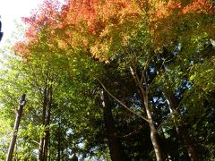 「唐沢山城跡」の紅葉_2020_一部色付き始めているが、ほぼ緑です（栃木県・佐野市）