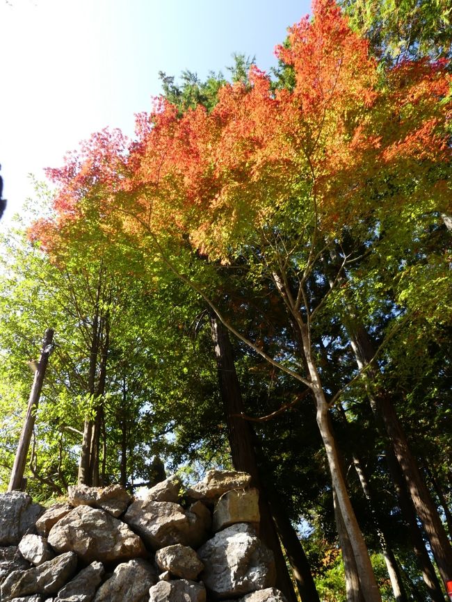 「唐沢山城跡」の紅葉_2020_一部色付き始めているが、ほぼ緑です（栃木県・佐野市）