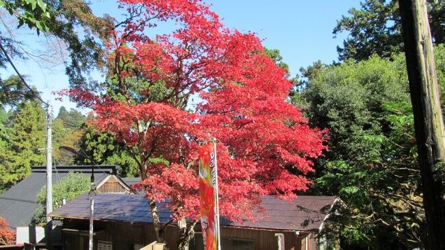 紅葉時期の御岳山＆大塚山にケーブルカーを使わず登ってきました。<br />まだ早かったのかなぁ？　今年の紅葉は早さがまちまちで、最盛期もあれば枯れた葉、これから色づく葉、さまざまでした。