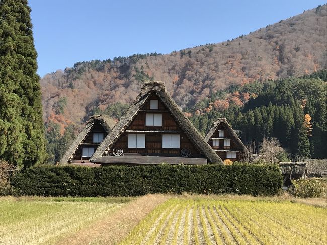 飛騨高山に泊まり、白川郷に十数年ぶりに旅しました。紅葉も終わりですが、まだまだ綺麗です。