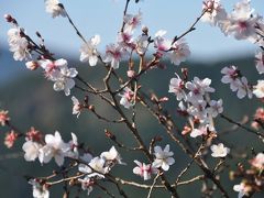 冬桜と紅葉のコラボレーション・桜山公園