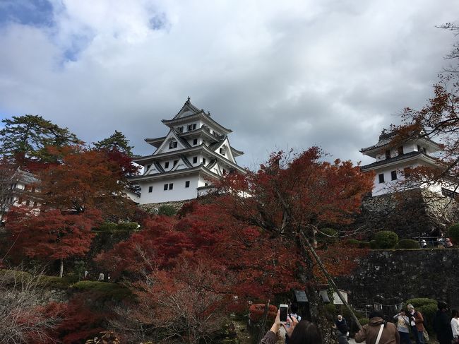 コロナ中での紅葉🍁を観に行きました。岐阜県郡上市八幡城🏯の紅葉を観に行って来ました。以外にも凄い人出でした。関東や関西の車が多くてビックリです。八幡城は紅葉がピークでグラデーションも見事でした。お城の白さと紅葉の赤が黄色が見事に綺麗でした。