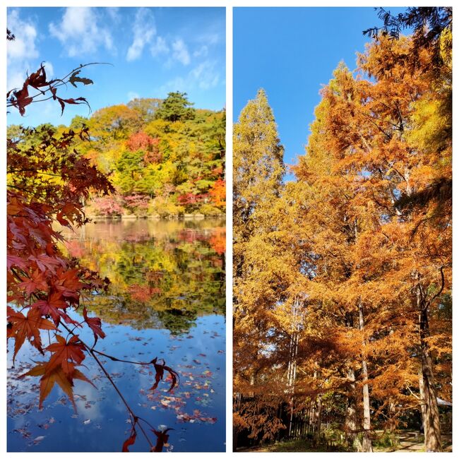 地域の雑誌やテレビで紅葉の名所として紹介されている「神戸市立森林植物園」に、夫の運転で行ってきました。<br />高齢の父に頼まれた買い物を届けた後、１０時過ぎに宝塚を出発しました。<br /><br />テレビの影響が大きいのか日曜日のこの日は、出入り口付近で１キロほど渋滞していました。入口手前で車に乗ったまま料金を支払いました。駐車場は広くてすぐに車を停めることができ、さっそく散策を開始しました。<br /><br />約１４２ヘクタールの園内には、北アメリカ区やヨーロッパ区などに分かれて様々な植物が植えてあります。広大な敷地なので密になることもなく、素晴らしい紅葉を楽しむことができました。<br /><br />特に長谷池周りは立つ位置によって見える景色が異なり、池に映り込む紅葉が素晴らしかったです,ﾟ.:｡+ﾟ★