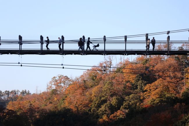 今年5月、地元紙の記事で島根県奥出雲町観光協会のキャンペーンを知りました。<br />それは奥出雲での思い出と写真を送って下さいというもの。<br />奥出雲には何度も訪れているので、写真はいくらでもあるある(笑)<br />なので夫とちゃみお、夫婦でそのキャンペーンにそれぞれ応募。<br />その結果、2人とも「当選」となりました(^_^)v<br />当選のご褒美は、奥出雲町で使える商品券1000円分が頂けるとの事。<br />本当は連絡を頂いた直後の7月下旬に受け取りに行こうと思っていました。<br />ところが、その頃から広島県内でのコロナ感染者が増え始めてしまい、この状況で島根に行くのは迷惑になりそうと思い延期。<br />その後猛暑も手伝って、行く機会を逃してしまった。<br />しかし、商品券の交換期限が11月末まで。<br />これは何が何でも行かなくちゃ。<br />広島では感染者の数も落ち着いていたので、今がチャンス!と思い出掛けて来ました。<br /><br />ついでにどこかで紅葉狩りがしたいと思い、久しぶりに「鬼の舌震」に行きました。<br />そこで事件発生!<br />夫がちゃみおのiPadを遊歩道から渓谷へ落としてしまったのです(@_@)<br />私のiPadは果たして見つかるのか?<br /><br />そんな事もありまして、忘れられない秋の1日となりました。