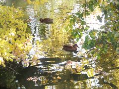 日帰り圏内の甲府にレッサーパンダ小旅行（２）甲府市遊亀公園と動物園でちょっぴり紅葉も愛でる＆動物園いろいろ