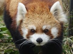 円山動物園　ギンちゃん、リンゴ持ってきたよ・・・遅くりましたが7月に天国に旅立ったギンちゃんに会いに来ました