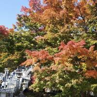 紅葉ピークの大山へ