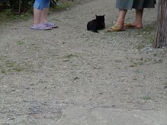 猫探し【福島・大内宿（Ouchi-juku）編&#917763;】