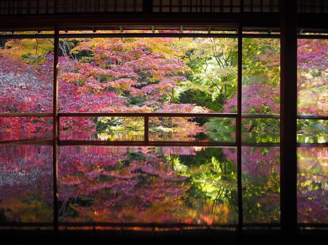 この日は11月とは思えない気温の高さで、上着要らずの一日でした。<br /><br />八瀬の瑠璃光院は１ヶ月前にネットで予約しました。（瑠璃光院は完全予約制です）<br />13：30の予約だったのですが、叡電が混んでたら困ると考えて早めに八瀬行きの電車に乗りました。<br />予約時間まで辺りをウロウロして３０分前に予約カウンターへ。<br />検温してもらって窓口で2000円を支払います。<br /><br />瑠璃光院は初めてだったので、普段の様子はわからないのですが、完全予約の効果なのか『密』というほどの混雑ではなかったです。<br /><br />秋の一日というには暑すぎる日でしたが、美しい紅葉を楽しみました。