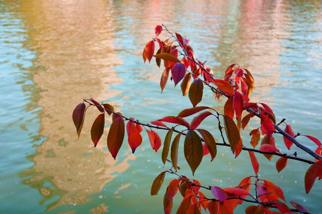 大阪市内を流れる大川（旧淀川）一帯の紅葉が見頃を迎えたので、この日は35mmレンズを持って、都島橋から、下流側の八軒家浜界隈にかけてぶらり散歩してきました。<br /><br />この稿では、都島橋から川崎橋にかけての旅行記を綴ります。