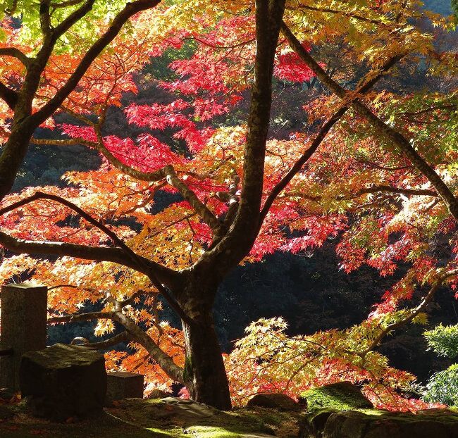 2020年の日本紅葉巡りドライブの最後は、滋賀&京都へ。紅葉シーズンでは、京都は2010年以来10年ぶり、滋賀は2002年以来18年ぶりだ。滋賀県内は、見どころが分散しているので、ほとんど車で移動。京都市内は、車で走り回るのはかなりハードルが高いので、滋賀に車を置いて電車で入ることに。八幡平に続いて友人を連れての3人旅だったが、京都の日曜日がものすごい混雑だった以外は、どこも比較的空いていて、久しぶりの滋賀・京都観光を堪能することが出来た。滋賀の第二部は、二日目の最初に、2002年以来18年ぶりに訪れた永源寺です。(表紙写真は、永源寺山門前の紅葉)<br /><br />全旅程<br /><br />11/12 東京ー(中央道/名神)->湖東三山PA->西明寺ー>八日市駅前<br /> (ホテルルートイン泊) <br /><br />11/13 八日市駅前ー>永源寺ー>金剛輪寺ー>八日市IC-(名神)ー><br /> 竜王IC-> 長寿寺ー>常楽寺ー>瀬田 (ニューびわこホテル泊)<br /><br />11/14 瀬田ー>石山寺ー>日吉大社&旧竹林寺ー>奥比叡ドライブウェイ<br /> ->横川ー>延暦寺ー>比叡山ドライブウェイー>大津京駅<br /> (車を駅前の駐車場に置く)-(JR)ー>京都ー(地下鉄)ー>烏丸四条<br /> (グリッズ京都四条河原町泊)<br /><br />11/15 烏丸四条―(バス)ー>高雄(神護寺から清滝へ)<br /> 清滝ー(バス)ー>嵐山(宝厳院)-(嵐電/地下鉄)ー>蹴上ー><br /> 永観堂ー> 蹴上ー(地下鉄)ー>京都市役所前 <br /> (ホテルビスタプレミオ和邸泊)<br /><br />11/16 烏丸四条ー(地下鉄/JR)ー>東福寺駅ー>東福寺―(京阪)ー><br /> 祇園四条->ホテルで荷物をピックアップして京都駅へ<br /> 京都ー(JR)->大津京(車をピックアップ)ー>大津ICー<br /> (名神)->八日市ICー>教林坊ー>八日市IC-(名神)ー><br /> 彦根ICー>彦根 (ホテルサンルート泊)<br /><br />11/17 彦根ー>(名神/中央道)->東京<br /><br /><br />