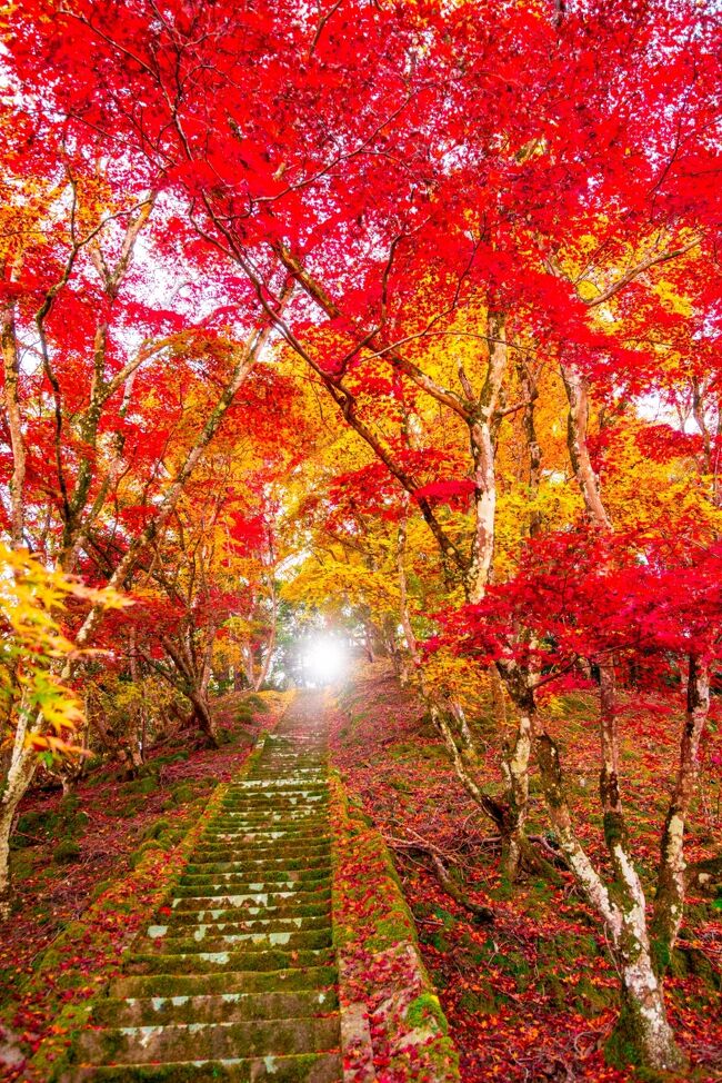 　大分県の代表的な紅葉の名所が集まる耶馬渓、御霊もみじ、渓石園、一目八景と巡回してきました。