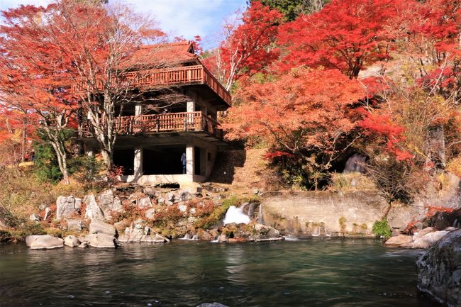 稲武の紅葉スポットとして有名なのが、大井平公園で、約520本のカエデやイロハモミジ、イチョウが植えられています。<br />名倉川沿いにあるため、川面にも美しい紅葉が映し出され、風情あふれる景色を繰り広げられます。<br />公園内には天保時代に植樹された巨木の森があり、遊歩道も整備されていて、ウォーキングも楽しめます。<br /><br />毎年のように大井平公園と香嵐渓の紅葉を見に出かけています。<br />有名な香嵐渓より、一足先に紅葉が始まって、きれいな紅葉が見られますが、ここは観光バスが大挙して訪れるというわけではないで香嵐渓よりは、観光客も少なめです。<br /><br />おまけに、紅葉祭りは中止なので、いつもある売店すらありませんでした。