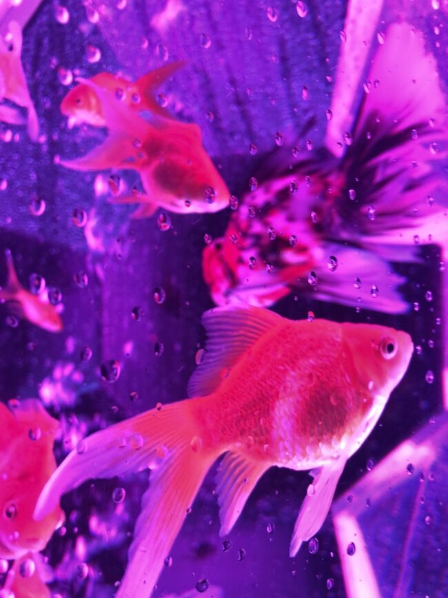 二条城で開催されるアートアクアリウム金魚の城<br />例年メディアやみなさんの旅行記で拝見し、いつか行ってみたいなぁって思っていましたが相方さんに相談するとお仕事帰りだけどyu-mizが京都にいる期間に開催されているから行ってみようかとの返事☆<br /><br />うきうきしながら相方さんのお仕事が終わるのを待っていました。