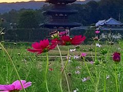 コスモスの咲く法起寺