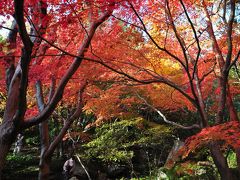 三景園の紅葉・もみじ祭りはライトアップされていました