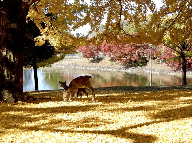 久しぶりに奈良公園の鹿に会ってきました！<br /><br />お気に入りのトラベラーさんが奈良の鹿に遊ばれているのを見て<br />思い出した様に！そして無性に！激烈に！恋しくなったのです<br />鹿さん達が♪( ´▽｀)<br /><br />訪れたのは平日だけど、観光客が戻ってました<br />修学旅行や校外学習、遠足の生徒さん達もたくさん訪れていました<br /><br />黄葉も見頃、天気も良くぽかぽか陽気で<br />ほんと最高のお出かけ日和で<br /><br />奈良公園の『黄色い秋』たっぷり堪能しました<br /><br />