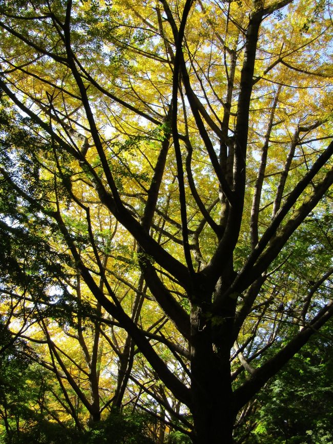 鎌倉市二階堂字新立にある通称「獅子舞谷」(ししまいがやつ)は銀杏紅葉(いちょうもみじ)が見頃となり、銀杏の木々の下の山道には落葉した銀杏の葉が積もりつつある。この連休には黄金の絨毯の上を歩くことが出来ようか。<br /> 一方、ようやくもみじの紅葉が始まりつつある。11月だというのにこの暖かさで3日前(11/16)(https://4travel.jp/travelogue/11660930)とは微妙に紅葉が進んでいるといった感じで、やはり、一般に言われているように、朝方の温度が8℃を割るようにならないと紅葉は進まないのであろう。11月が異常に暖かかった今年は通称「獅子舞谷」の紅葉は例年であれば12月初旬が見頃を迎えていたが、今年はそれよりも遅くなるものと考えられる。<br /> なお、今年は黄葉と紅葉とが相当にずれてしまった。今は銀杏紅葉が見頃といっても、もみじの青葉がそれを邪魔している。この90年余りの間に銀杏の木は大木となり、空高く聳えているが、いかんせんもみじの背丈は銀杏の木の大木には及ばない。そのために、今年の下から望む銀杏紅葉はとても残念な結果となっている。<br />(表紙写真は獅子舞谷の黄葉紅葉)