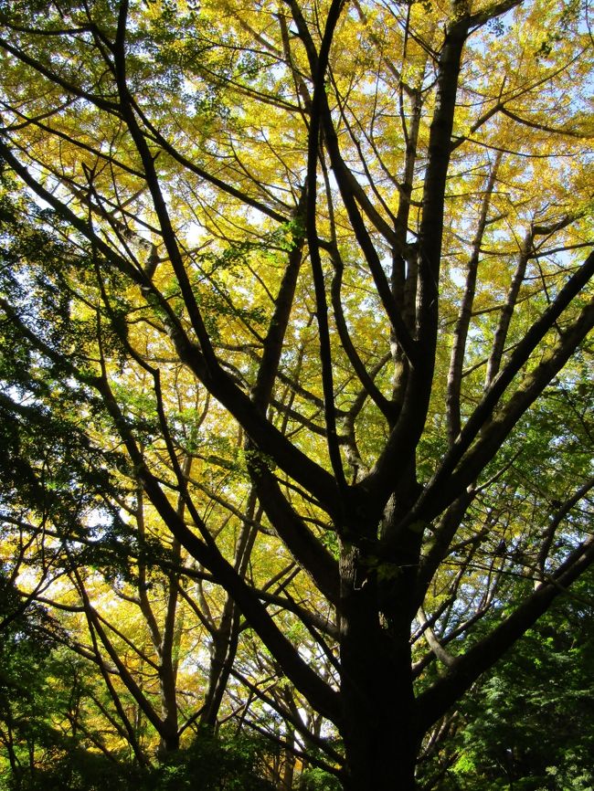 　鎌倉市二階堂字新立にある通称「獅子舞谷」（ししまいがやつ）は銀杏紅葉（いちょうもみじ）が見頃となり、銀杏の木々の下の山道には落葉した銀杏の葉が積もりつつある。この連休には黄金の絨毯の上を歩くことが出来ようか。<br />　一方、ようやくもみじの紅葉が始まりつつある。11月だというのにこの暖かさで3日前（11/16）（https://4travel.jp/travelogue/11660930）とは微妙に紅葉が進んでいるといった感じで、やはり、一般に言われているように、朝方の温度が8℃を割るようにならないと紅葉は進まないのであろう。11月が異常に暖かかった今年は通称「獅子舞谷」の紅葉は例年であれば12月初旬が見頃を迎えていたが、今年はそれよりも遅くなるものと考えられる。<br />　なお、今年は黄葉と紅葉とが相当にずれてしまった。今は銀杏紅葉が見頃といっても、もみじの青葉がそれを邪魔している。この90年余りの間に銀杏の木は大木となり、空高く聳えているが、いかんせんもみじの背丈は銀杏の木の大木には及ばない。そのために、今年の下から望む銀杏紅葉はとても残念な結果となっている。<br />（表紙写真は獅子舞谷の黄葉紅葉）