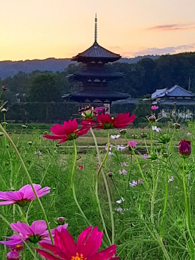 第10回馬見フラワーフェスタに合わせてコスモスの満開には少し早かったのですが法起寺に行ってきました。