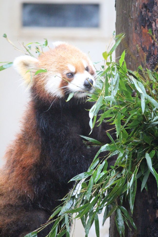 年パスがあと1ヶ月で切れるので旭山動物園に行ってきました\^^/<br /><br />動物園は山にあるので冬はとても寒いです