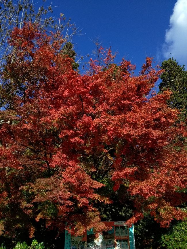 １０月に続いて再び両子寺を訪れました。<br />両子寺は私にとっての菩提寺で毎年、新年の初詣に訪れるのと仏事があった時に行く位ですがテレビやSNSで紅葉が今が見ごろと毎日の様に紹介されるので母を連れて見てきました。<br />紅葉のピークは過ぎていましたが境内や参道に真っ赤に染まる紅葉がとても綺麗でした。<br />大分落葉していて落ちた葉で地面が絨毯みたいになっていました。<br />本日は11月で記録的な暑さで気温は25度を超える夏日で汗ばむくらいの陽気の中を紅葉狩りしました。<br />今週末の三連休(11/21-23)まではまだまだ綺麗な紅葉が見れると思います。是非、両子寺の紅葉狩り参拝お薦めします。