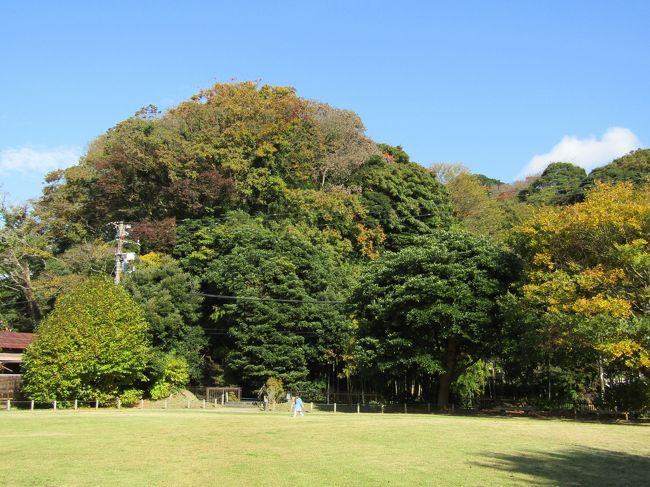 帰りに永福寺経塚山を眺める。経塚の直ぐ傍まで崩落した二階堂川沿いの崖の工事現場で、崖の立ち木を切った跡の岩の岩盤に鉄のネットを被せる作業をやっている。何人もが、崖上の木にロープを固定し、そのロープに体を預け作業している。この崖の表土と草木を剥いでしまうと、人工的に山の裾野を掘削した崖であることが分かる。すなわち、源頼朝の生前から鎌倉では山裾を掘削して平地を広げていたのだ。ここの崖を見ていると、その後に造られた壽福寺の崖を思い出した。禅宗である臨済宗が鎌倉に入る以前からこうした土木作業が遣られていたのだ。ここ永福寺では伽藍を建てるために裏山を掘削したとされている。しかし、それよりも大規模に経塚のある山の裾も掘削しているのである。経塚は丁度、釈迦堂(二階堂)と阿弥陀堂との間位に当たる。その釈迦堂と薬師堂の真向かいの崖が今回の工事現場だ。そして、狭い二階堂川を挟んで住宅が建っている。よくもこんな場所に建築許可が下りたものだ。<br /> (臨済宗の)壽福寺の崖は垂直であり、頼朝が創建した永福寺(実は天台宗)でもほぼ垂直で、幾分斜度がある崖の部分はこれまでにも何度か崩落した跡であろう。それにしてもその崖の高さはほぼ同じ程度であるが、非常に高く、目がくらむほどだ。<br />(表紙写真は永福寺経塚山)