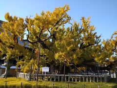 京都　西本願寺の見事な大銀杏!目指して歩こう♪