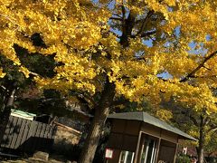 京都彩り旅行！…古都京都で紅葉を求めて…ひとり旅編！
