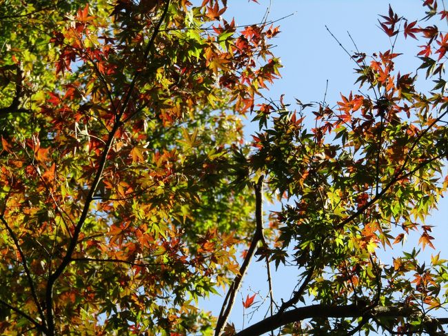 　鎌倉で秋の黄葉・紅葉といえば、通称「獅子舞谷」（ししまいがやつ）で、この10数年の間、毎年何度か訪れて来ている。<br />　今日（11/19）ともなれば、平日とは言え、先日（3日前の11/16）よりは随分と多くの人たちが訪れている。特に地元の人は紅葉の具合を見に来るし、そうでなくても鎌倉では鶴岡八幡宮の紅葉が見頃になったというニュースで、良く知られた鎌倉の紅葉の名所であるこの谷を訪れている。それでも、ここまでの谷道はぬかるんだ悪路であることも周知されているようで、着飾った服装の若い娘たちも足元だけは不似合いな運動靴やスニーカで歩き易い靴姿であり、昔のようなサンダル履きの人は見られない。<br />　そんな中、谷の入口辺りで尾根歩きをして横浜側から来たというおじさんおばさんの10人ほどのグループに出会った。出会ったといっても尾根とその下の山道で会話を交わしたのだが…。この時期に紅葉以外が目的でこの谷を訪れている人たちは初めて目にした。横浜側からの尾根歩きではここ通称「獅子舞谷」よりも紅葉は多く見て来ているのだろう。銀杏紅葉も見ないで谷に下り、切通へと下って行く。<br />　私もその尾根を下りてみようと、天園に上がり、尾根の下り口を探してみたが分からなかった。天園の天園休憩所の上の山道にももみじが植えられているが、こちらの方が日当たりが良い分、幾分か紅葉が進んでいる感じがする。<br />（表紙写真は天園で始まったばかりの紅葉）